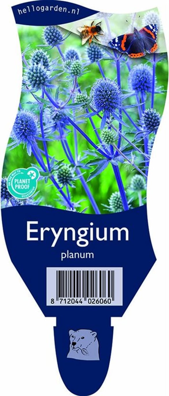 Eryngium planum - P11